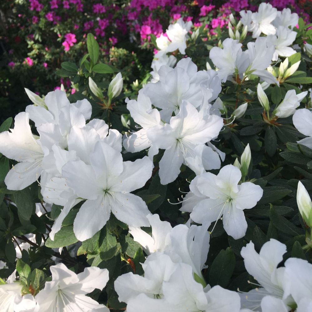 Azaleas – Roots Plants