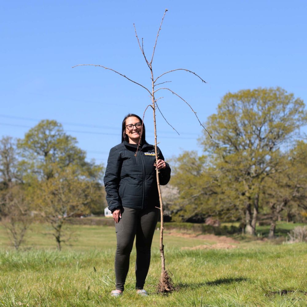 Bare Root Trees for Sale: UK Grown – Roots Plants