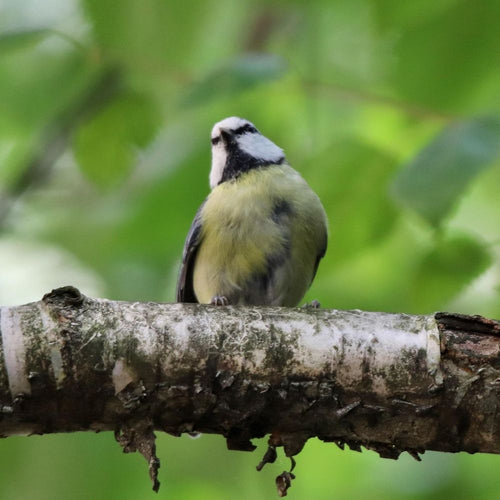 Plants for Wildlife