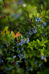 Blueberry Plants