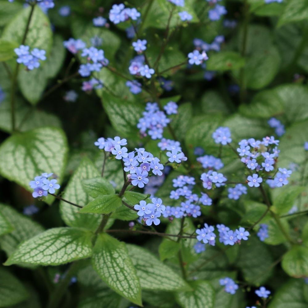 Brunnera Plants – Roots Plants
