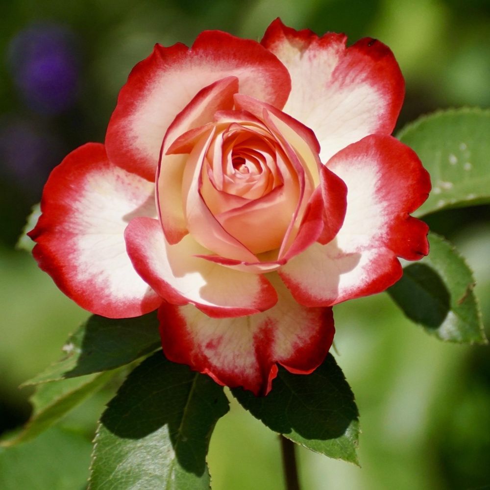 Floribunda Own Root Roses Floribunda Roses – Roots Plants