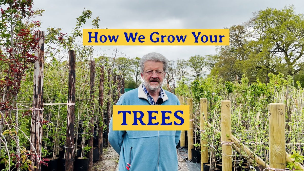 Fruit Trees Handpicked by the UK's Top Growers Roots Plants
