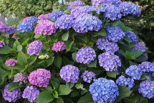 Hydrangea uk shop