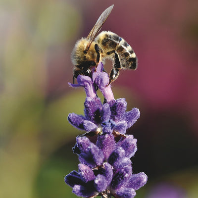 Best Plants for Bees & Butterflies