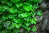 Ivy Plants