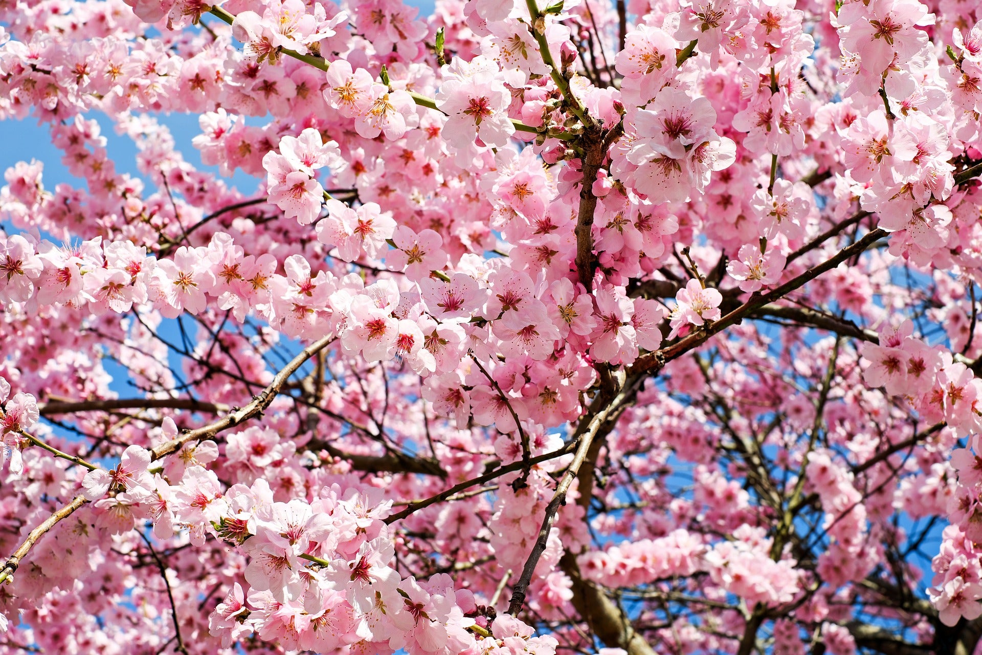 Flowering Trees: The Best Blossom Trees Grown in the UK - Roots Plants