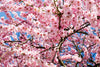 Flowering Trees