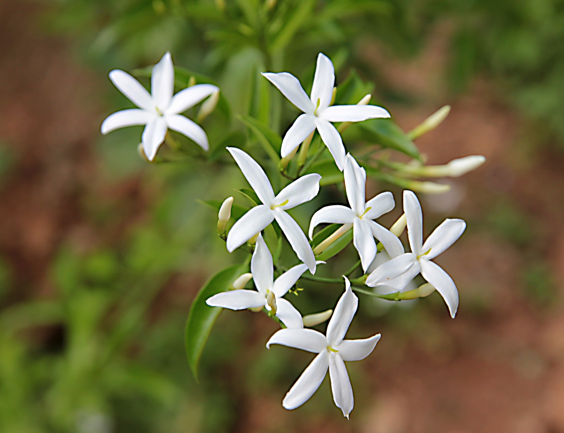 Jasmine Plants: Fragrant, Flowering Climbers Grown in the UK