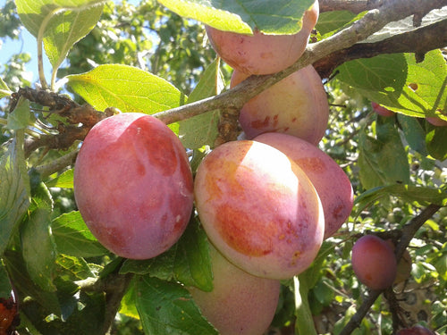 Fruit Plants