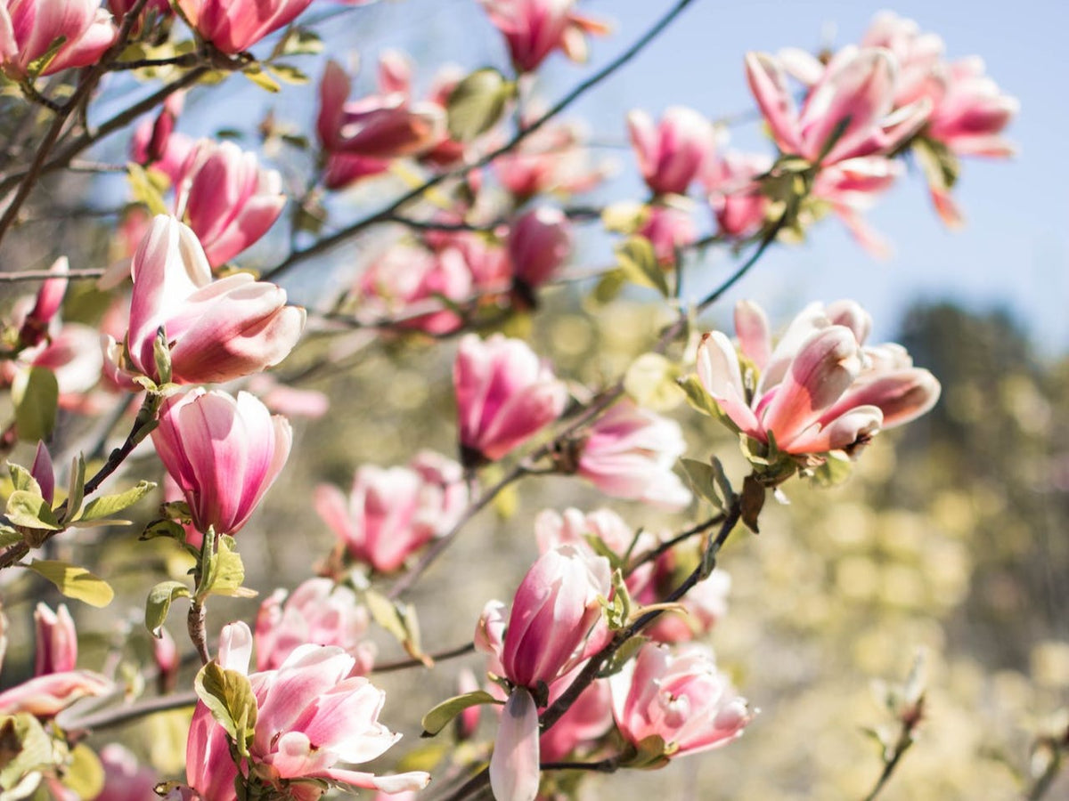 Magnolia Trees: Premium Trees Direct from Our UK Nusery – Roots Plants