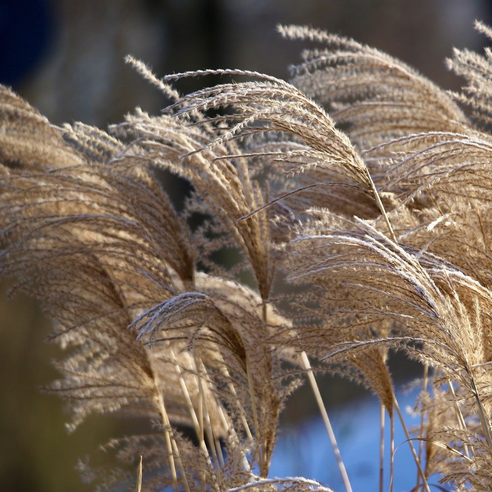 Miscanthus Plants – Roots Plants