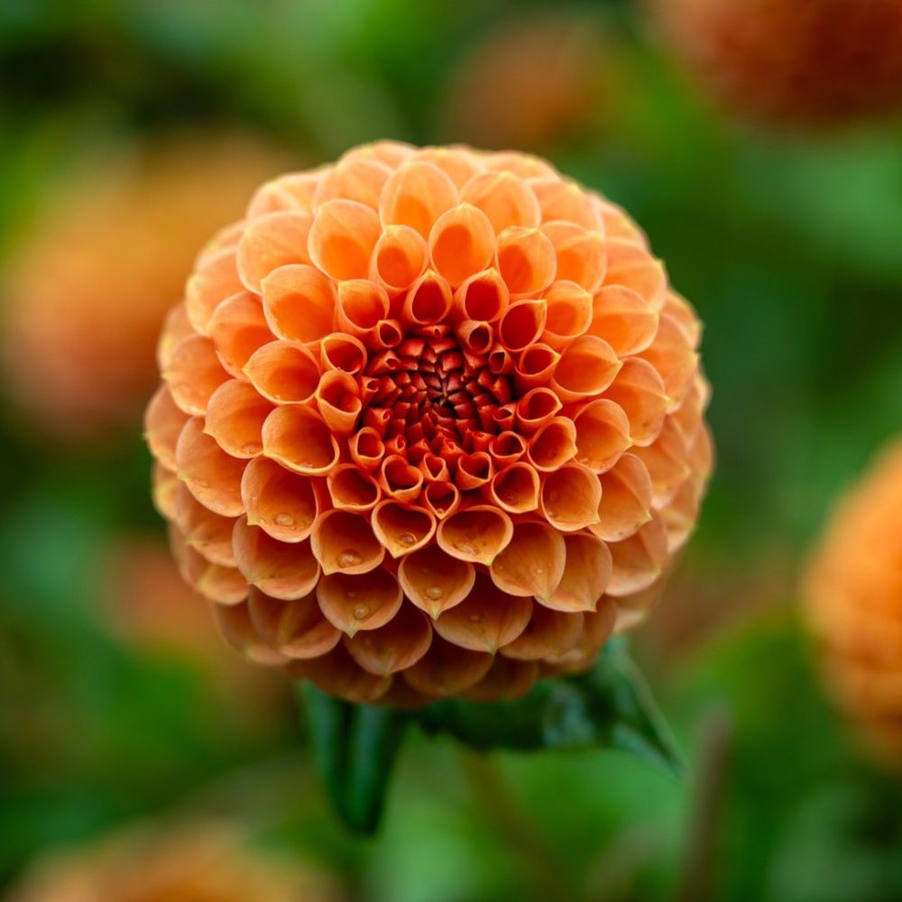Orange Perennials – Roots Plants