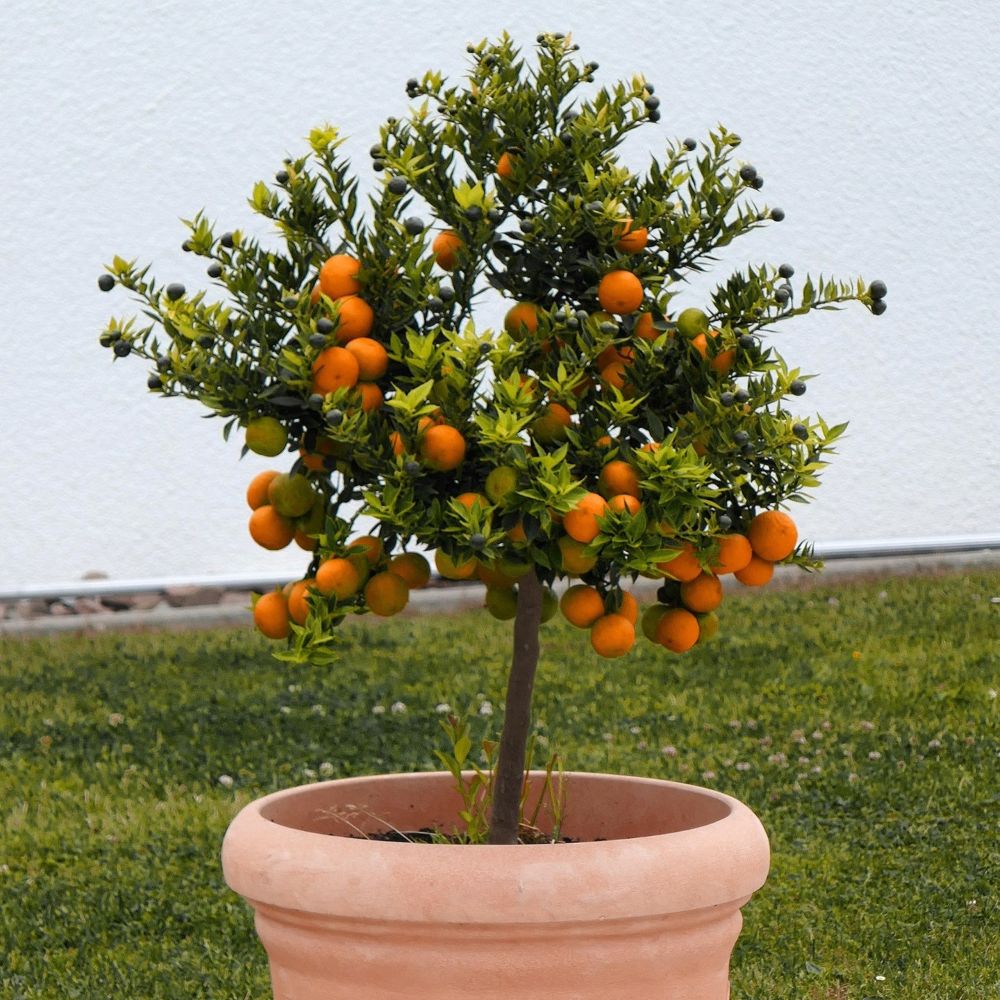 Patio Trees – Roots Plants