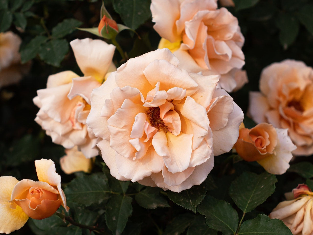 Rost Color Roses Rose Collections: Shop Expertly Curated Roses – Roots Plants