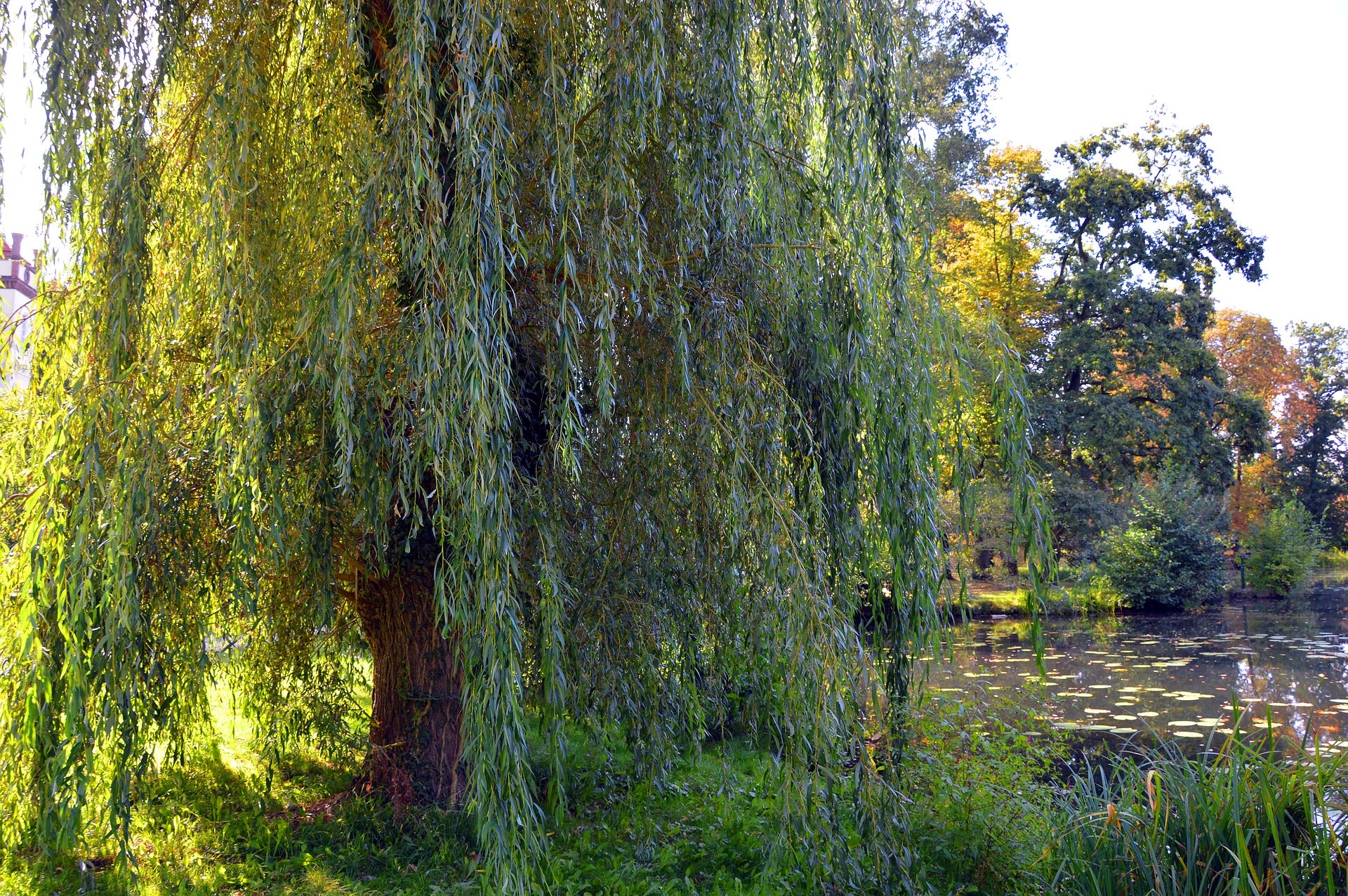 Willow Trees: Dwarf and Weeping Willows Grown in the UK - Roots Plants