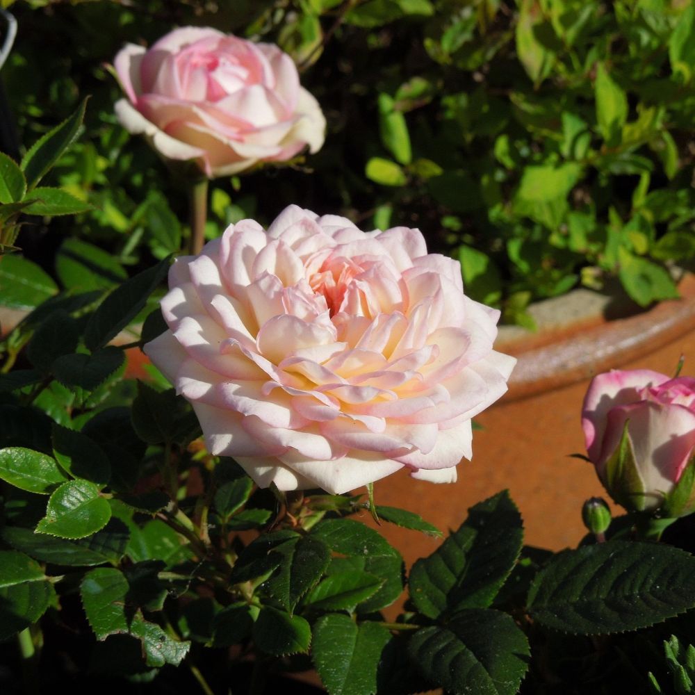 Patio Roses: UK Grown, Premium Plants – Roots Plants