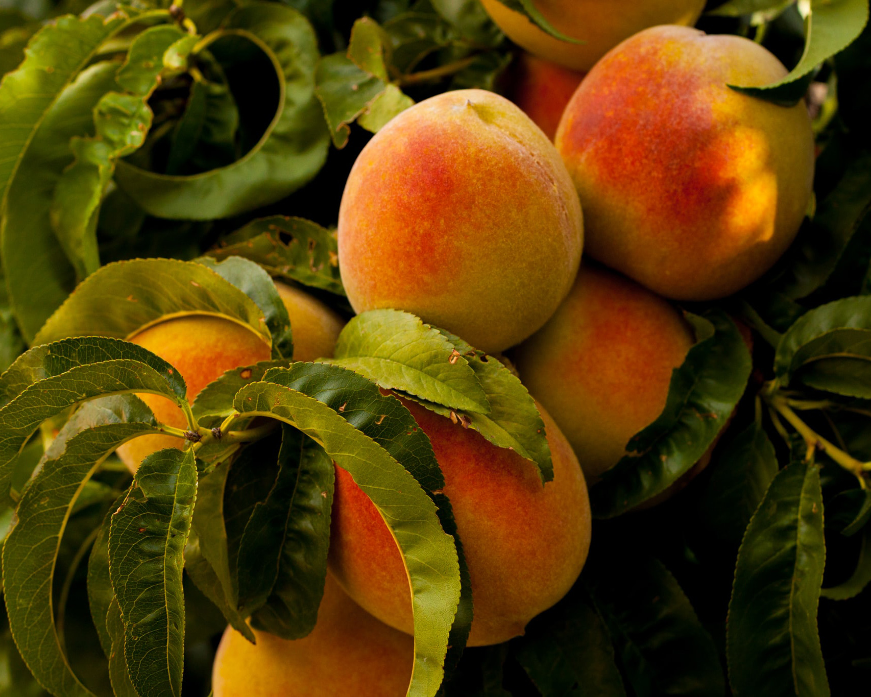 Peaches & Herb Peach, Herbs, Washington dc