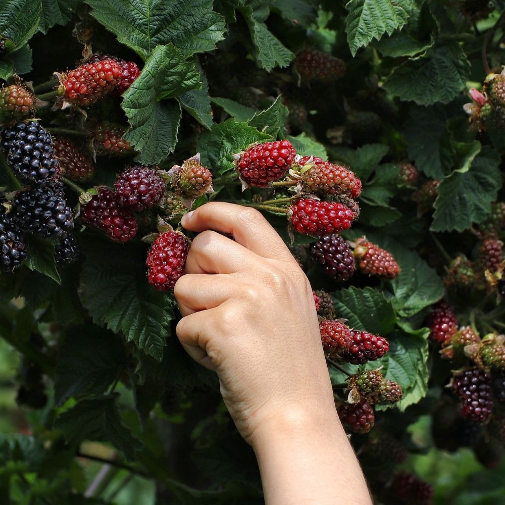 Foraging Roots Foraging Garden Plants – Roots Plants