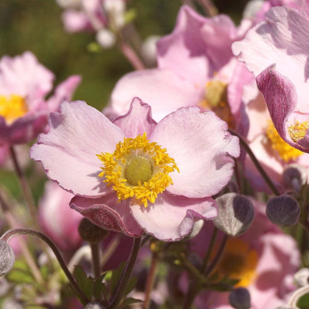 Pink Perennials – Roots Plants