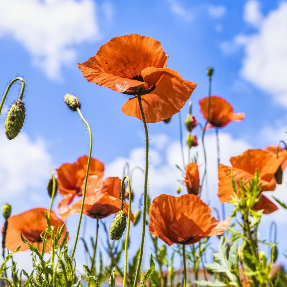 Poppy Plants – Roots Plants