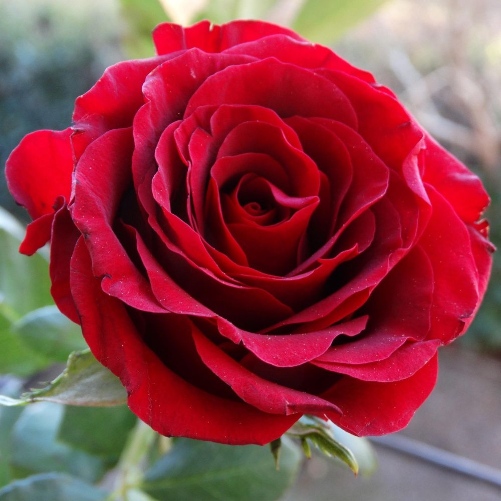 Red Roesa Red Roses – Roots Plants