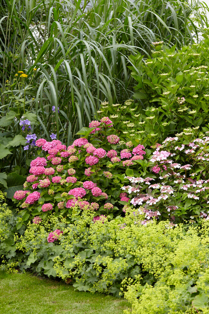 Garden Shrubs for Sale: Sustainably Grown in the UK – Roots Plants