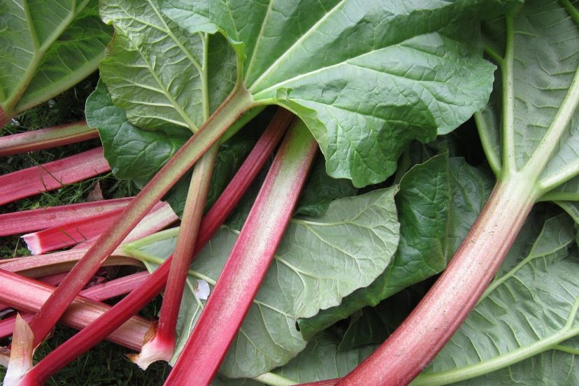 Rhubarb plants discount for sale