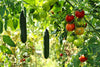 Vegetable plants