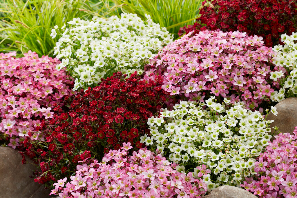 Ground Cover Plants to Beat Weeds and Brighten Borders Roots Plants