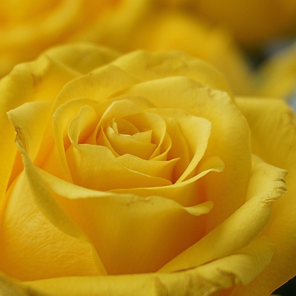 Yellow Roses – Roots Plants