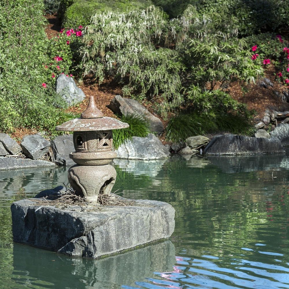 Zen Garden Plants – Roots Plants