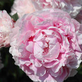 Peony 'Sarah Bernhardt' Perennial Bedding