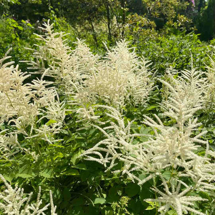 Astilbe 'Ellie' Perennial Bedding