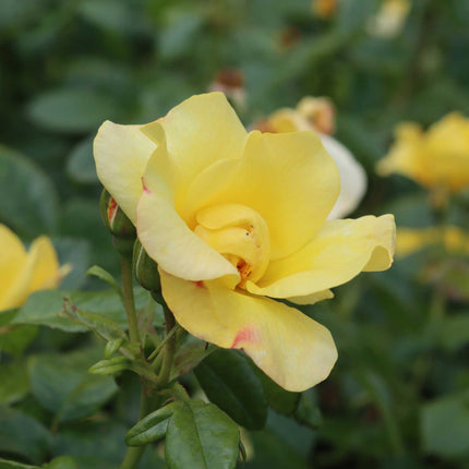 'Apple Jack' Floribunda Rose Shrubs