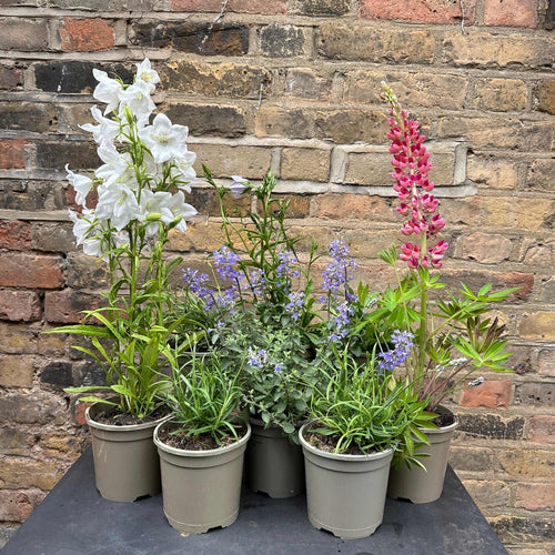 Contemporary Window Box Collection Perennial Bedding