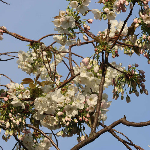 'Czar' Plum Tree Fruit Trees