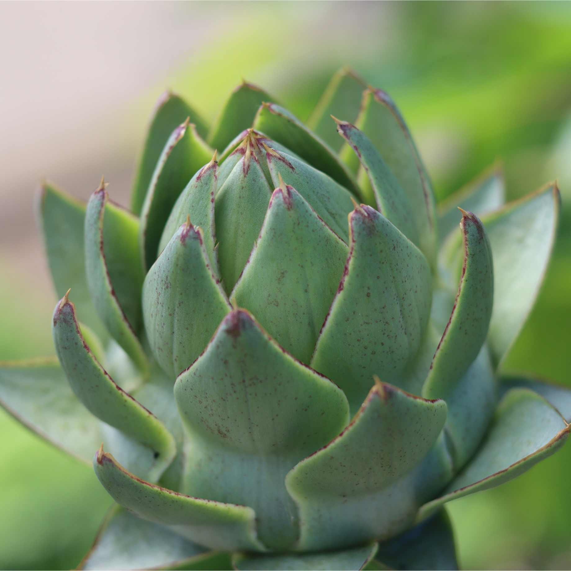 'Green Globe' Artichoke Plants