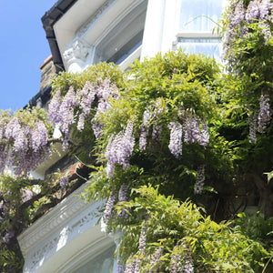 Japanese Wisteria | Wisteria floribunda 'Macrobotrys' Climbing Plants