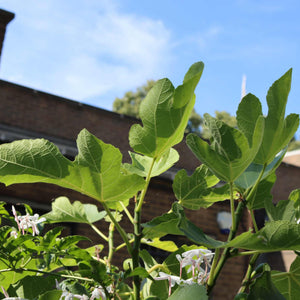 'Dalmatie' Fig Tree Soft Fruit