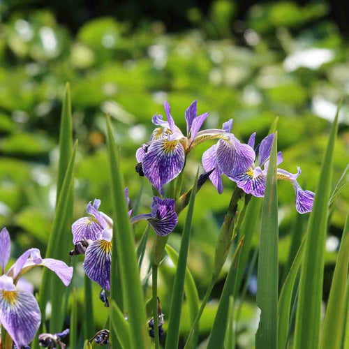 Iris sibirica Pond Plants