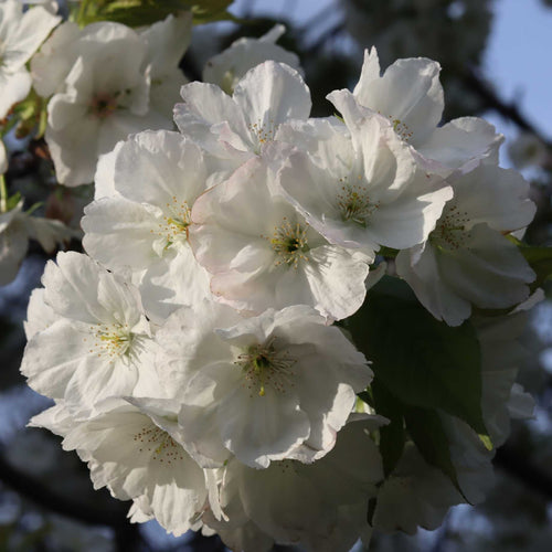 'Czar' Plum Tree Fruit Trees