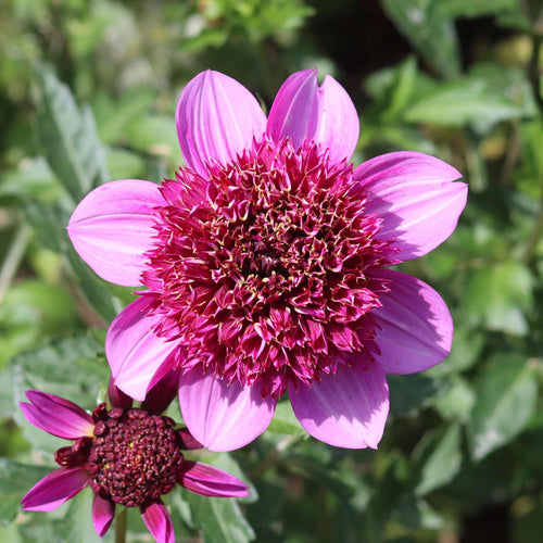 Dahlia 'Poodle Skirt' Perennial Bedding