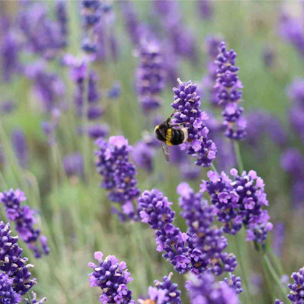 English Lavender | Lavandula Angustifolia Perennial Bedding
