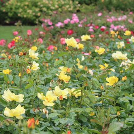 'Apple Jack' Floribunda Rose Shrubs