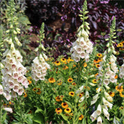 Cream Foxglove | Digitalis 'Dalmatian Cream' Perennial Bedding