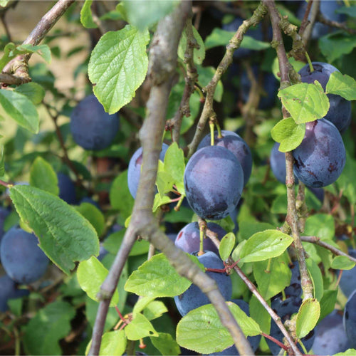 'Merryweather' Damson Tree Fruit Trees
