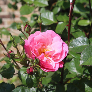 'Wedding Bells®' Hybrid Tea Rose Shrubs