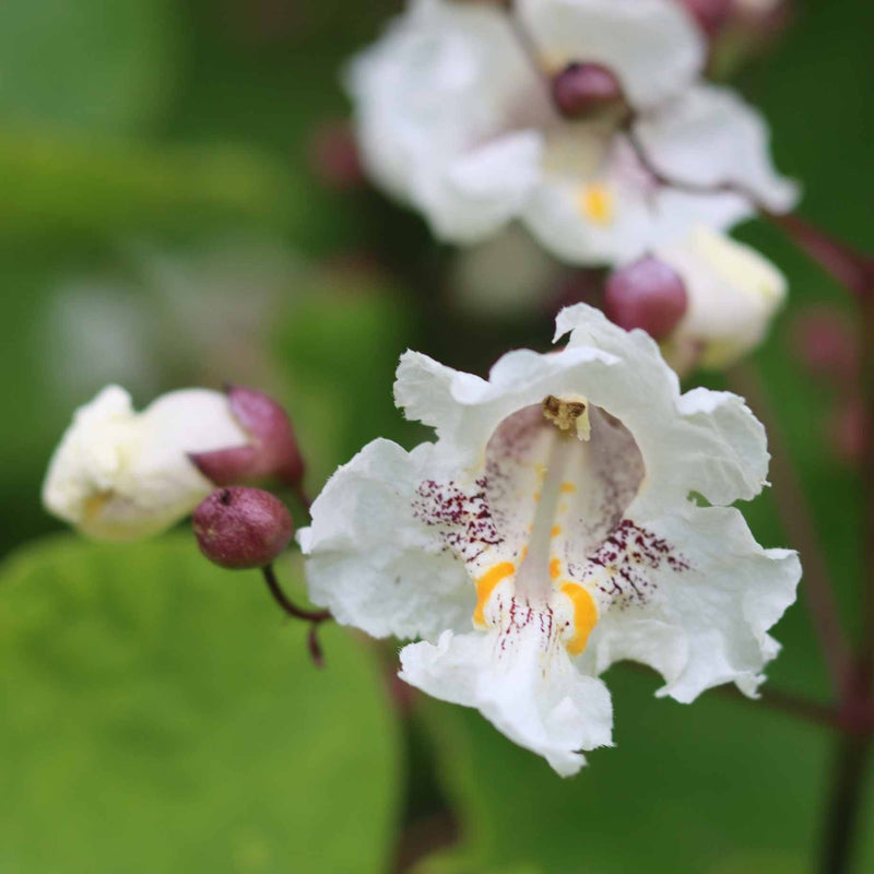 Indian Bean Tree | Catalpa bignonioides 'Aurea' Ornamental Trees