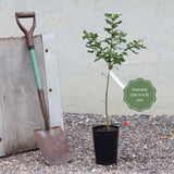 Evergreen Oak Tree | Quercus ilex Ornamental Trees